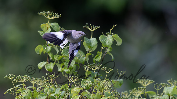 Northern Mockingbird