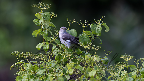 Northern Mockingbird