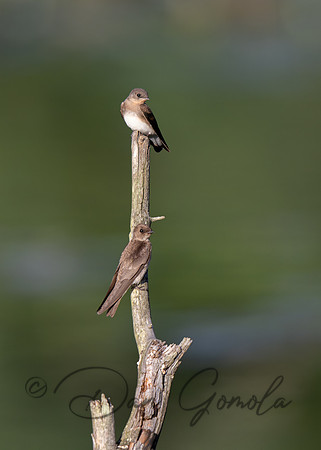 Tree Swallow