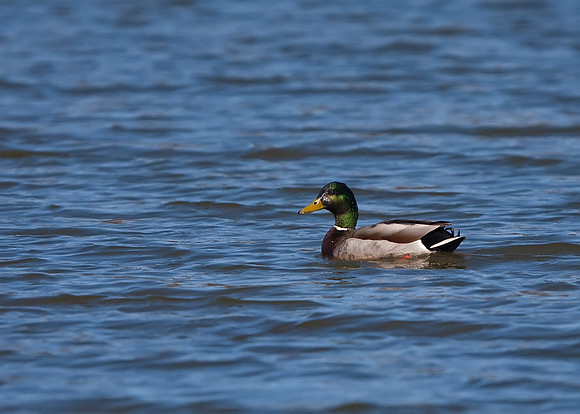 Mallard Duck
