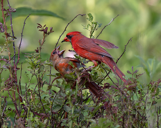 Northern Cardinal
