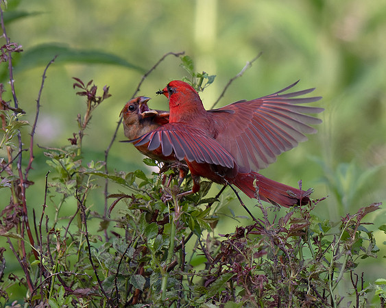 Northern Cardinal