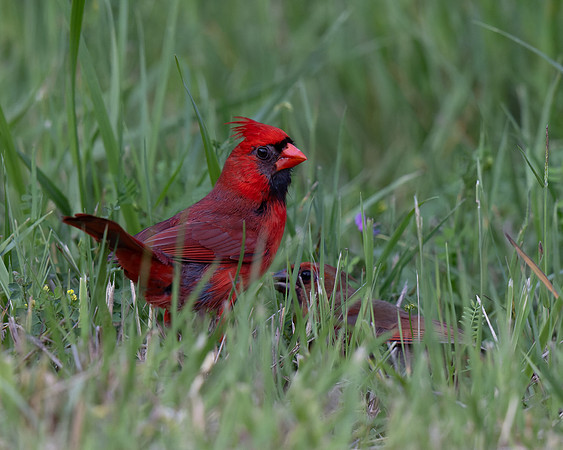 Northern Cardinal