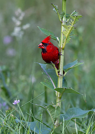 Northern Cardinal