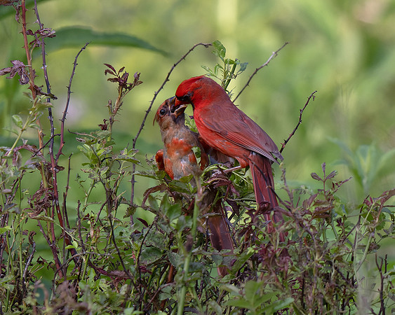 Northern Cardinal