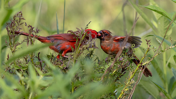 Northern Cardinal