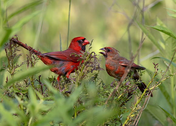 Northern Cardinal