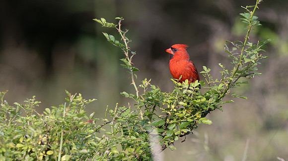 Northern Cardinal