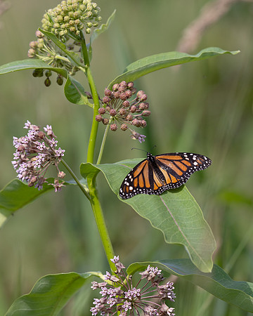Monarch Butterfly