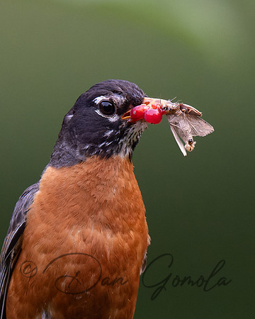 American Robin