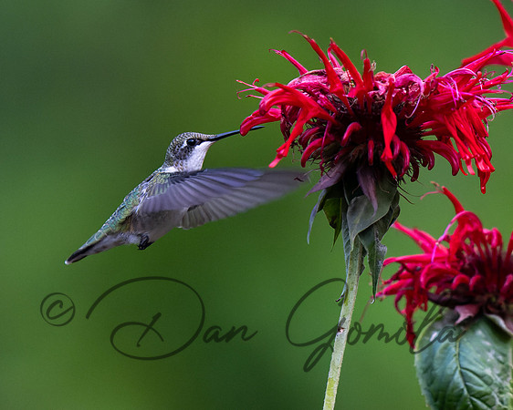Ruby-throated Hummingbird
