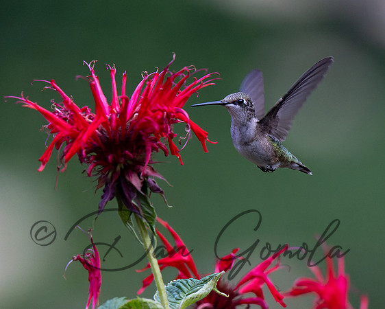 Ruby-throated Hummingbird