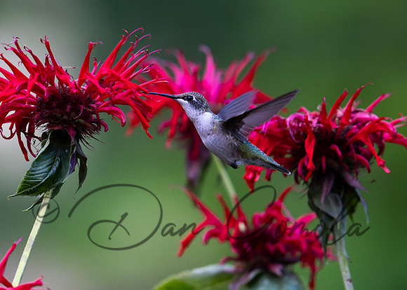 Ruby-throated Hummingbird