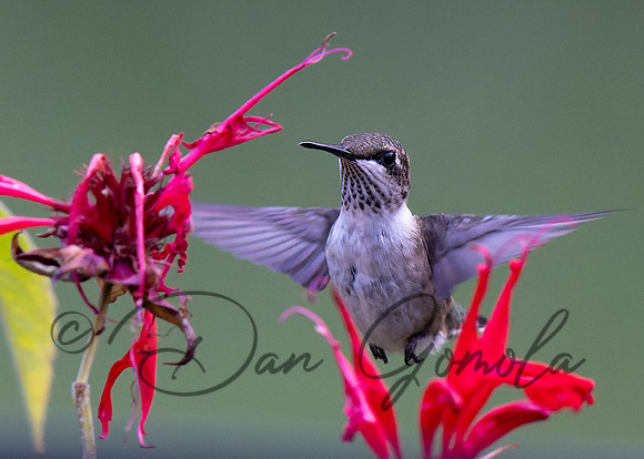 Ruby-throated Hummingbird