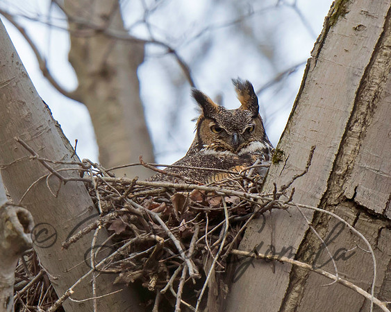 Great-horned Owl