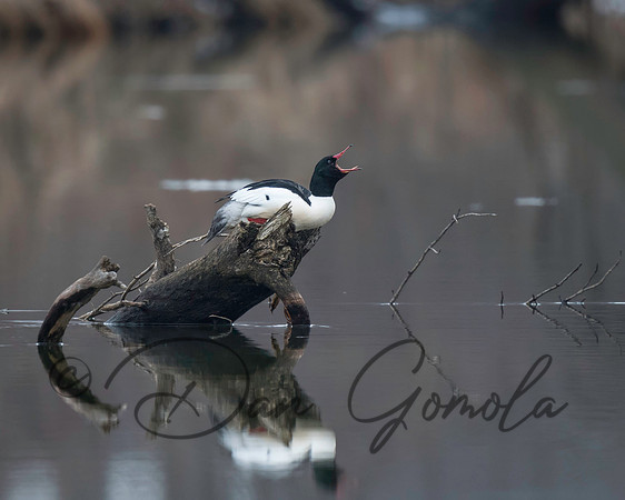 Common Merganser