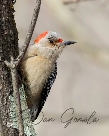 Red-bellied Woodpecker