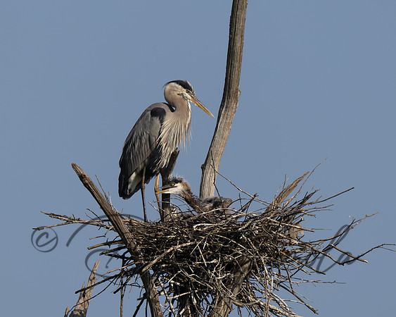 Great Blue Heron