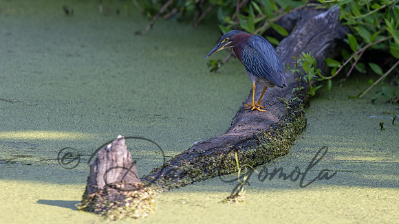 Green Heron