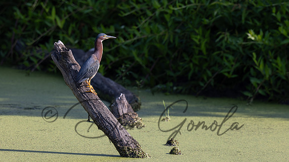 Green Heron