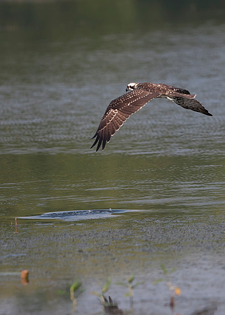 Osprey