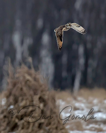Short-eared Owl