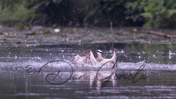 Osprey