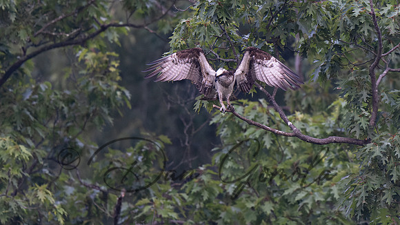 Osprey
