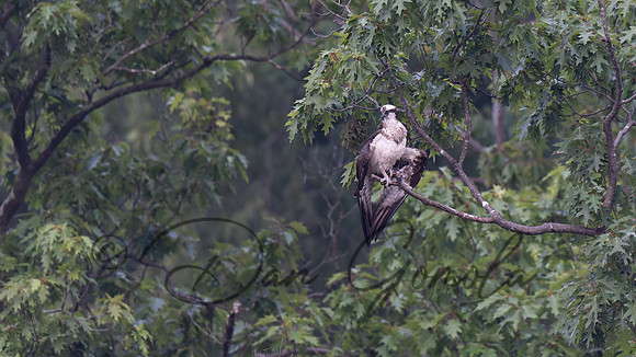 Osprey