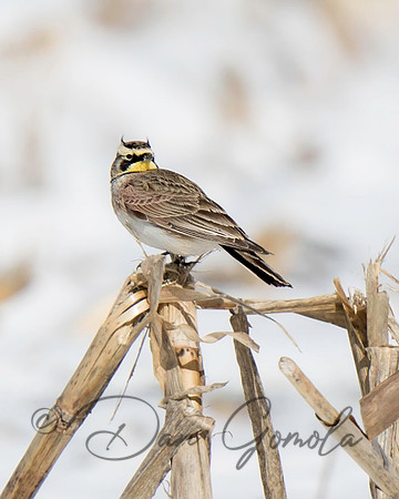 Horned Lark