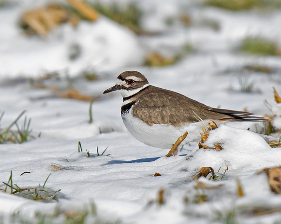 Killdeer