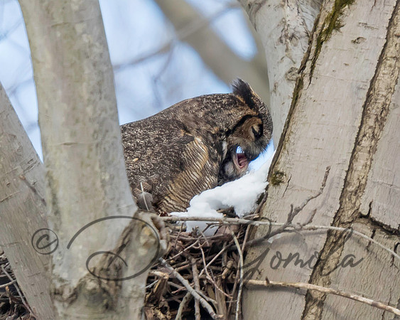 Great-horned Owl