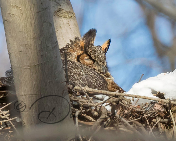 Great-horned Owl