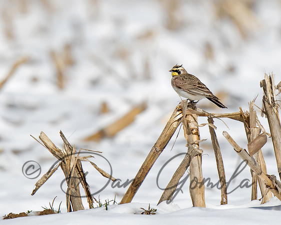 Horned Lark