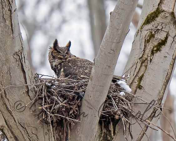 Great-horned Owl