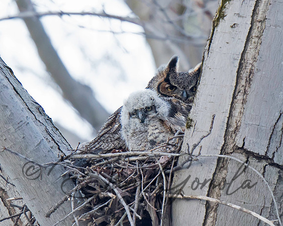 Great-horned Owl