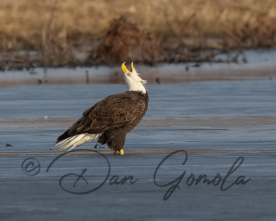 Bald Eagle