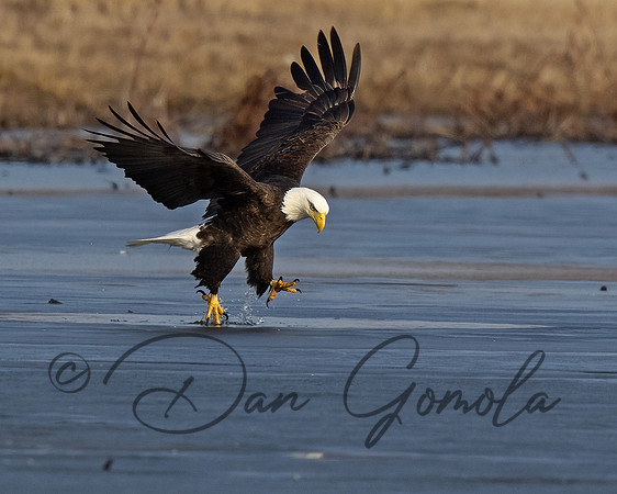 Bald Eagle