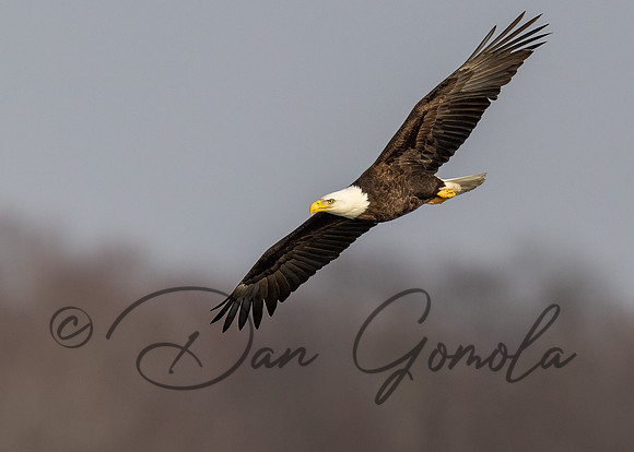 Bald Eagle