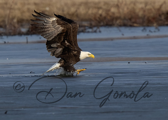 Bald Eagle