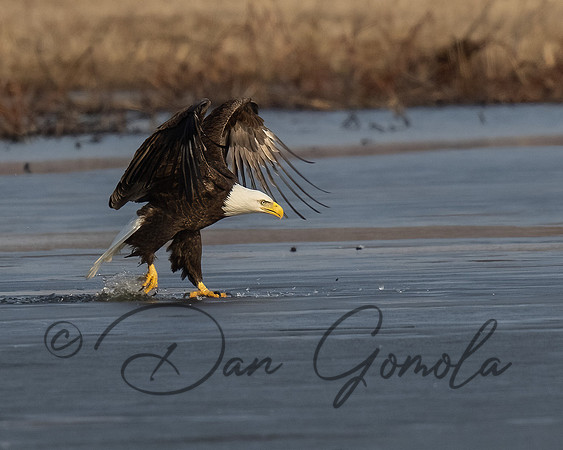 Bald Eagle