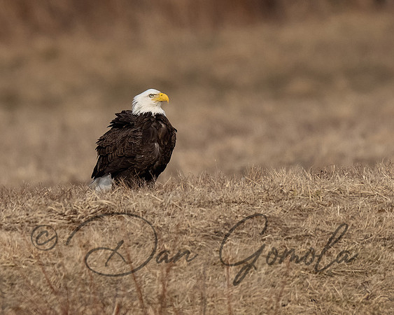 Bald Eagle