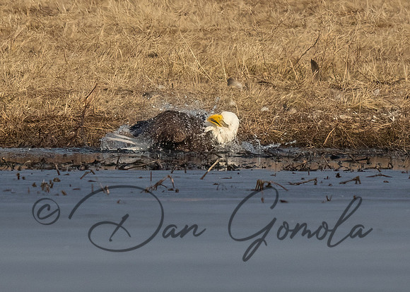 Bald Eagle