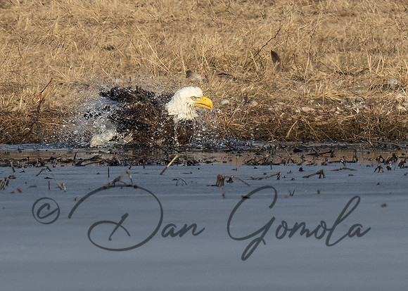 Bald Eagle
