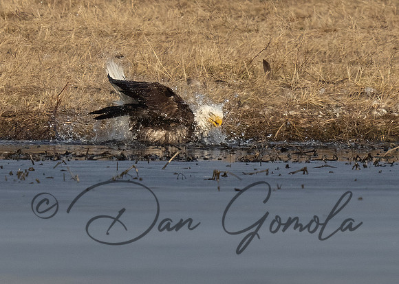 Bald Eagle