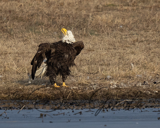 Bald Eagle