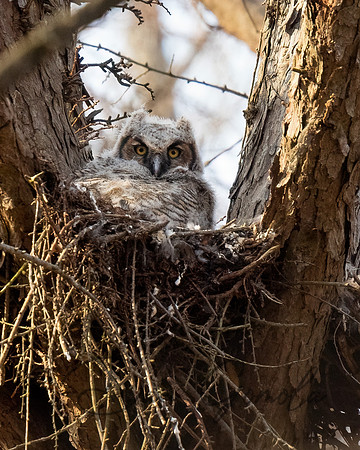 Great Horned Owl
