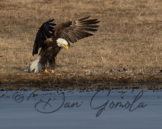 Bald Eagle