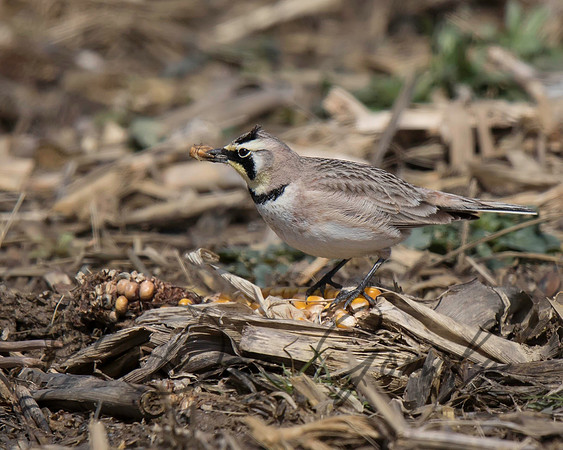 Horned Lark