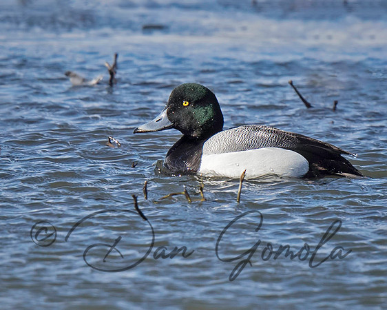 Greater Scaup